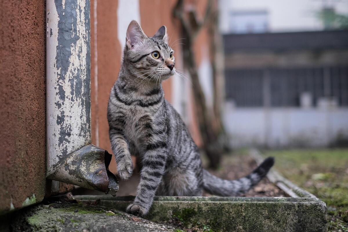 Types of Bengal Cats